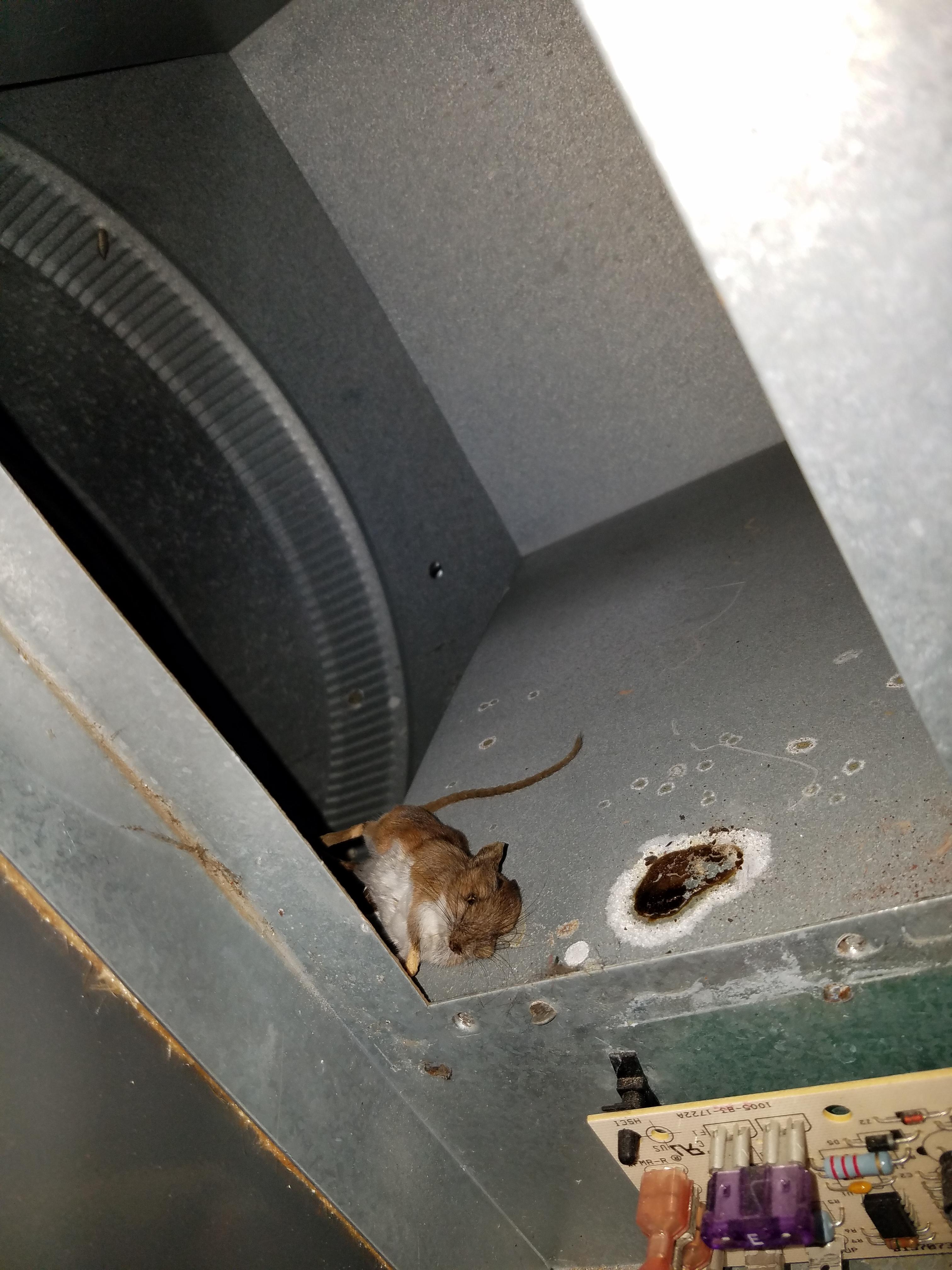 Dead mouse after in touched the live electric heat kit.